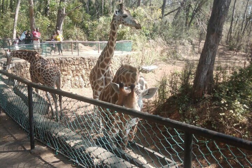 Haller Park Tour observing hippos, giraffes, birds, monkeys, crocs & others