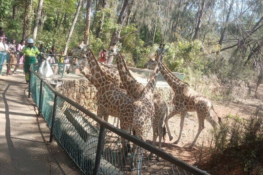 Haller Park Tour observing hippos, giraffes, birds, monkeys, crocs & others