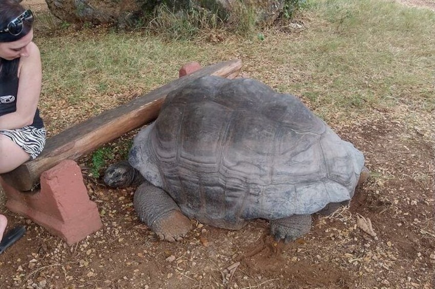 Tortoise