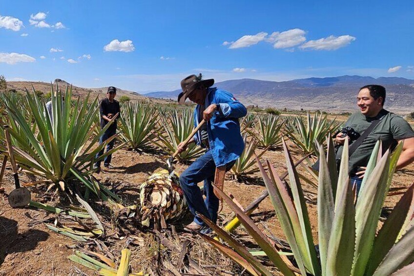 Journey into the heart of mezcal production, where tradition meets taste
