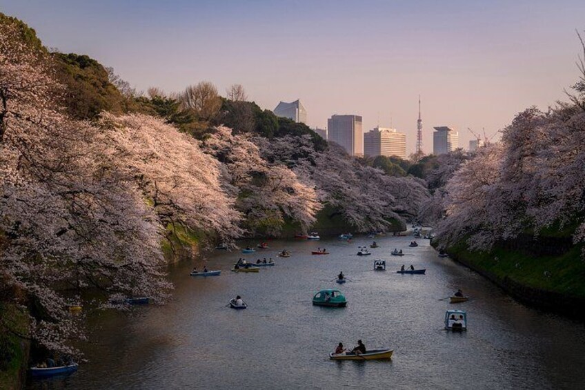 Discover Tokyo and all of her beauty