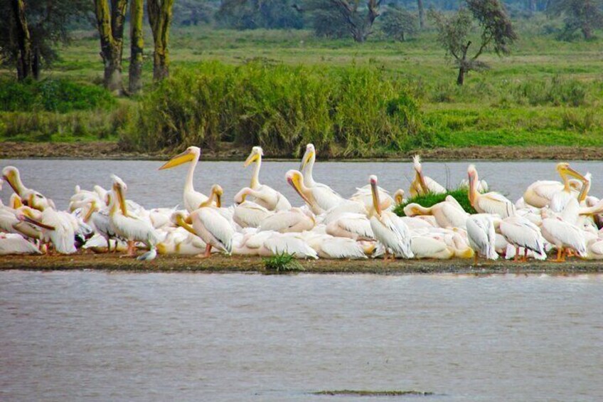 Expedition Happy Hour Day Trip – Birds & Animal Safari, Lake Nakuru, Naivasha & Crescent Nature Walk