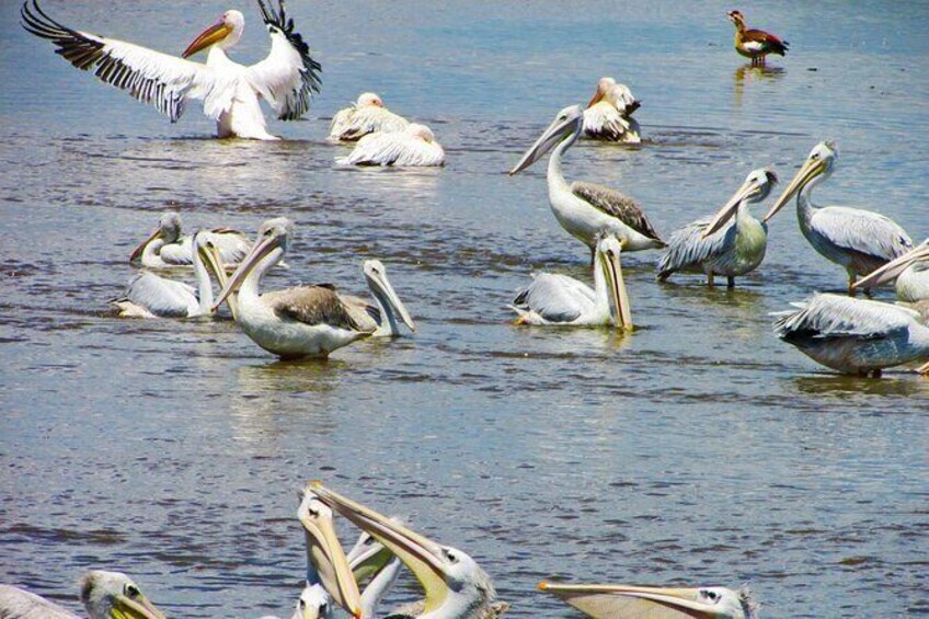 Day Trip – Birds & Animal Safari, Lake Nakuru, Naivasha & Crescent Nature Walk
