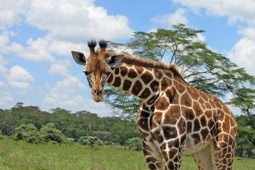 Day Trip - Lake Nakuru Park with optional Hyrax Hill Museum or Menengai Crater