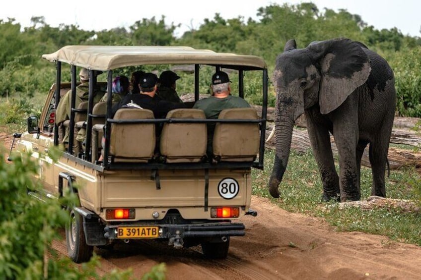 3 Hours Chobe Game Drive Safari, Botswana