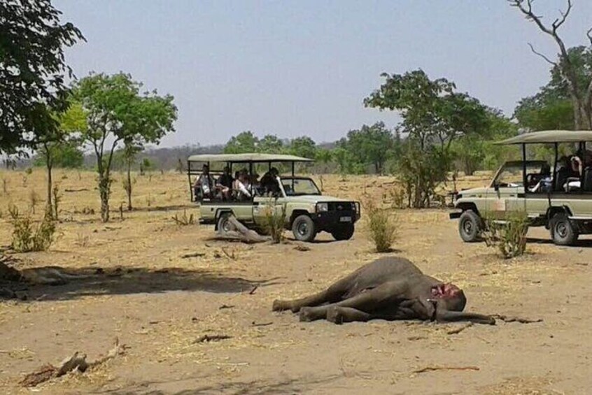 3 Hours Chobe Game Drive Safari, Botswana