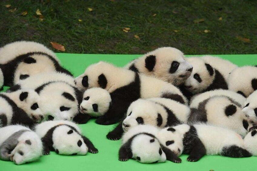  Panda Base