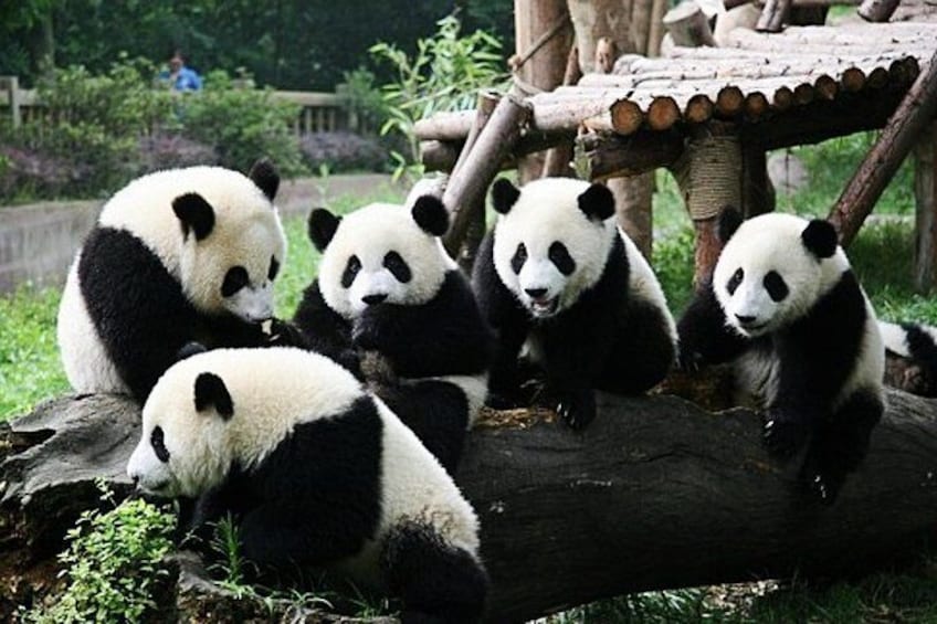 All Inclusive Chengdu Giant Panada Base Private Day Tour from Guangzhou by Air 