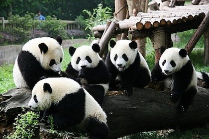 All-inclusive Chengdu Giant Panada Base Private Day Tour from Guangzhou by ...
