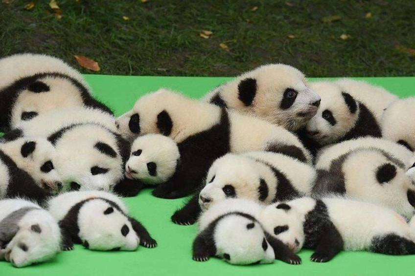 Panda Base
