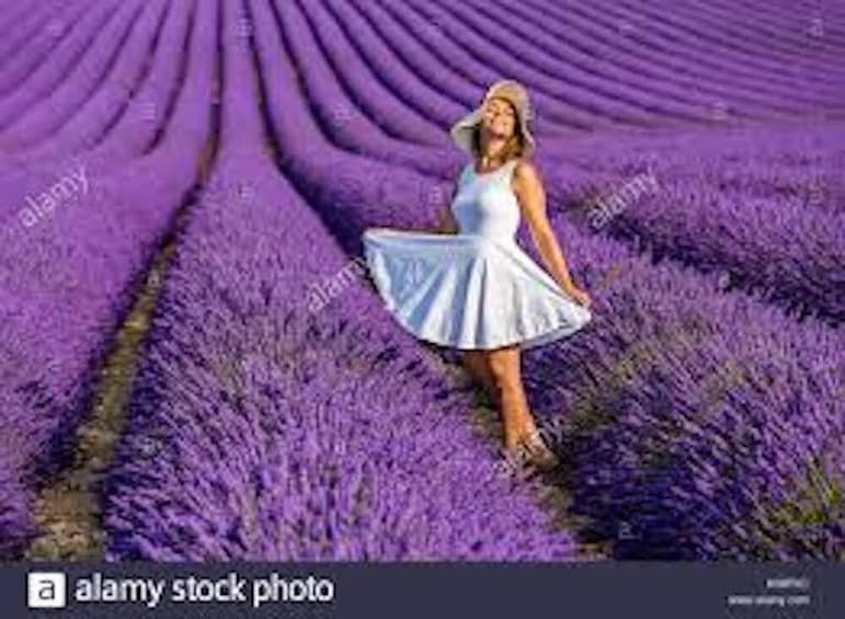 Lavender fiels tour (T8)