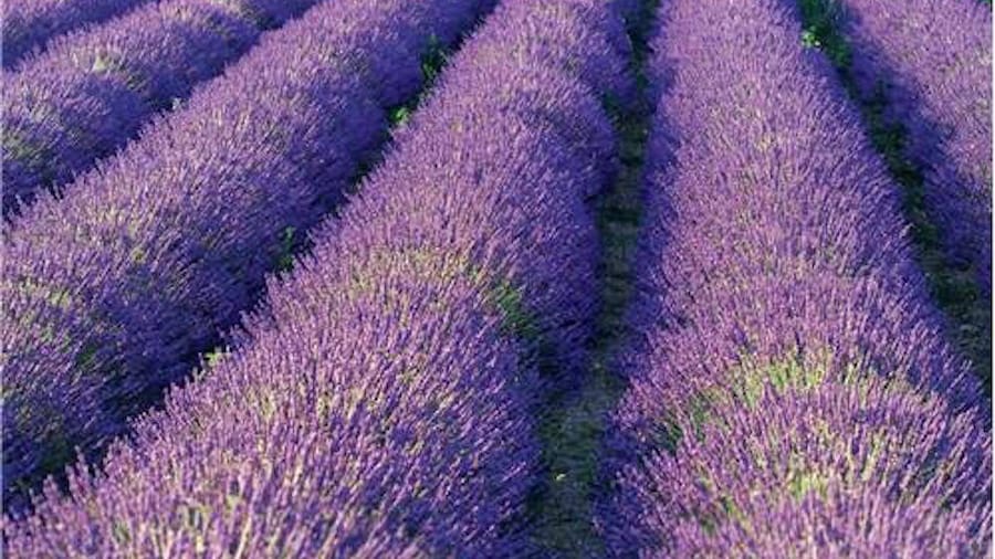 Lavender fiels tour