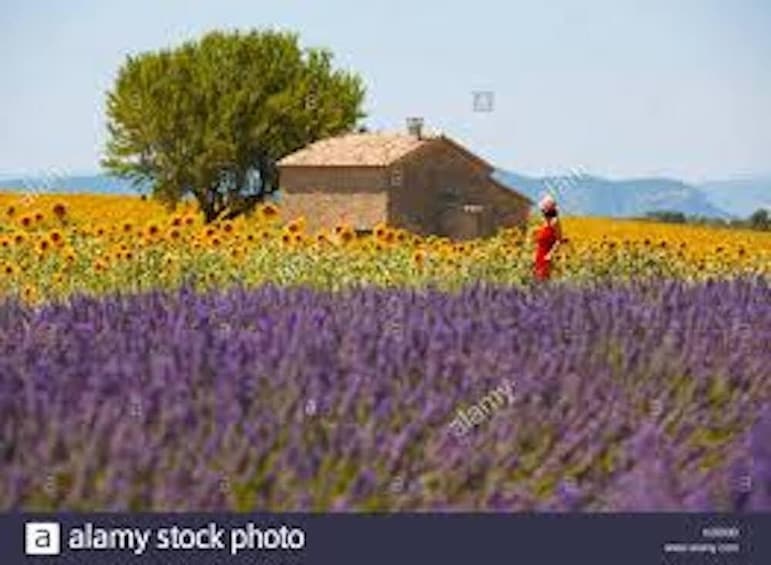 Lavender fiels tour (T8)