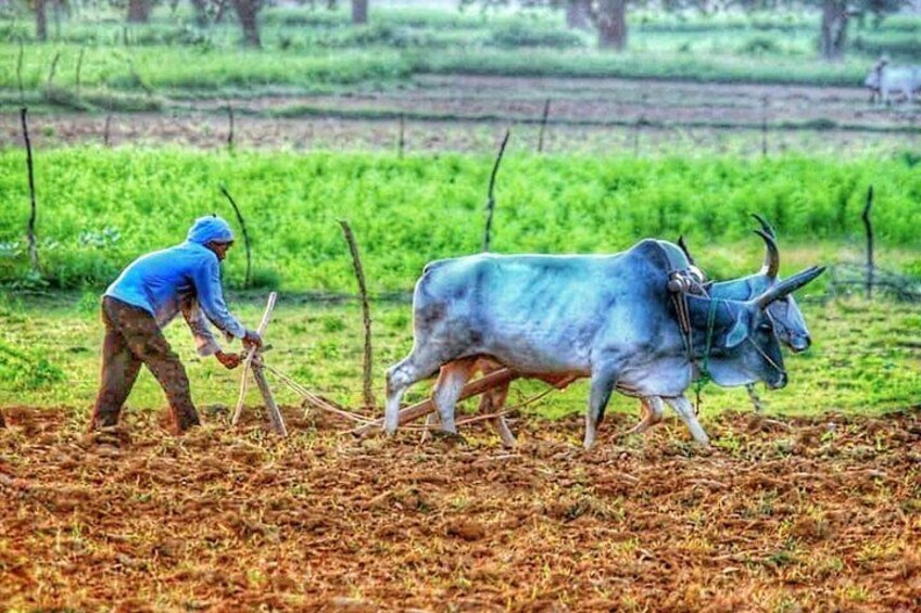 Village life