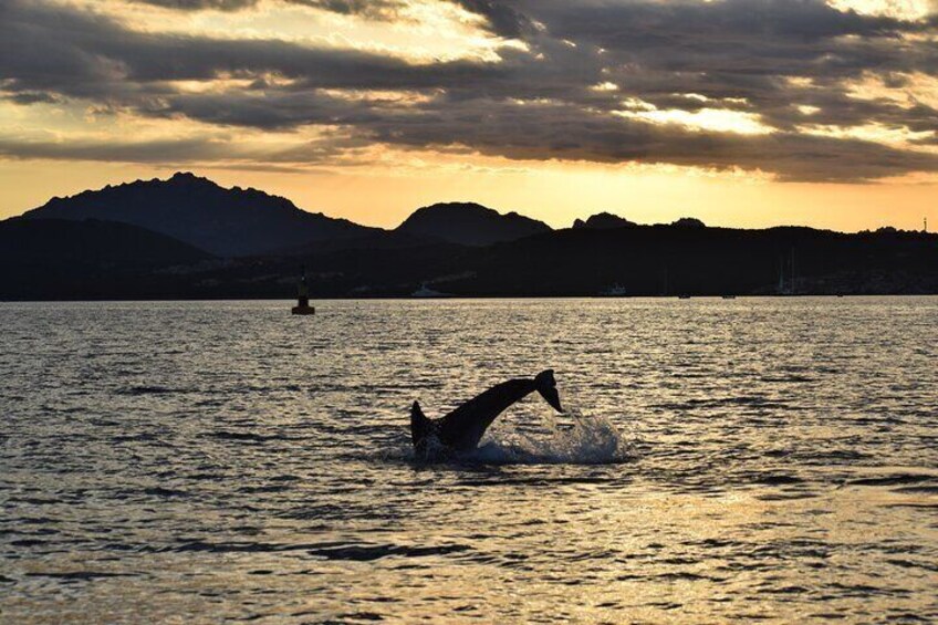 Stand Up Paddle With Dolphins