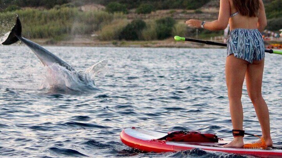 Dolphin in front of the sup during the tour