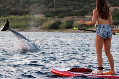 Stand Up Paddle mit Delfinen