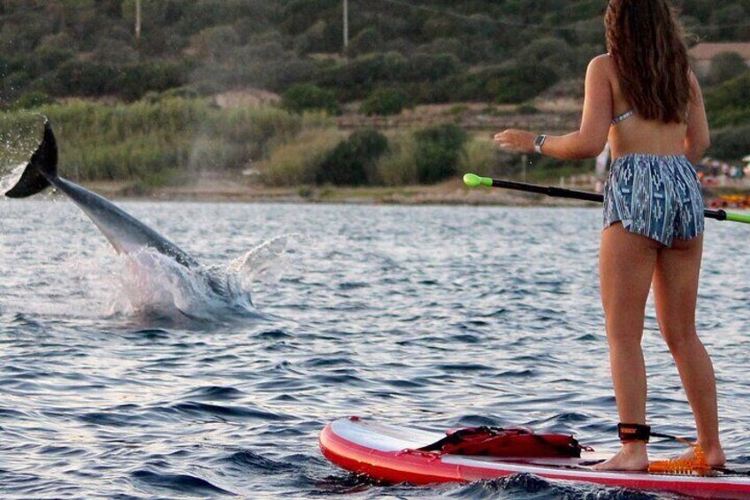 Dolphin in front of the sup during the tour
