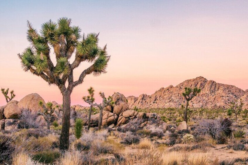 Palm Springs and Joshua Tree Self-Guided Driving Tours Bundle