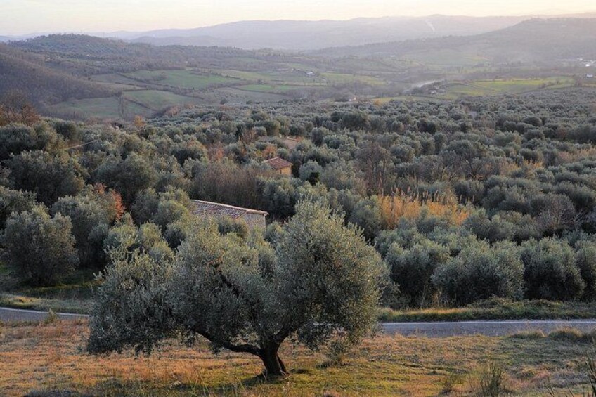 Loc. Fibbianello Semproniano