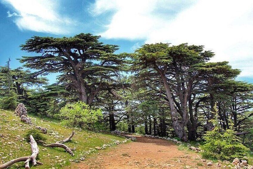 Cedars of Maasser Chouf