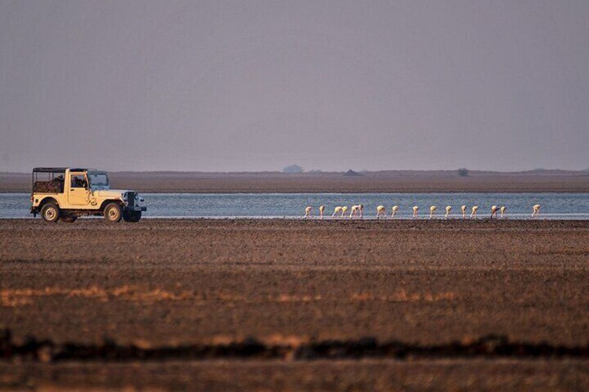 Gujarat Historical, Cultural, Religious & Wildlife Discovery Tour