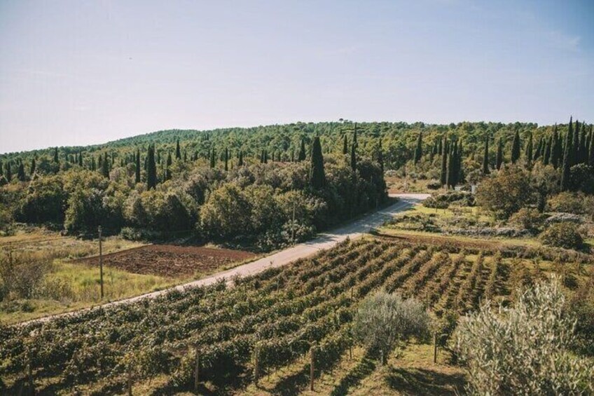 Konavle and Falcon Fortress: A Half-Day Tour with Lunch