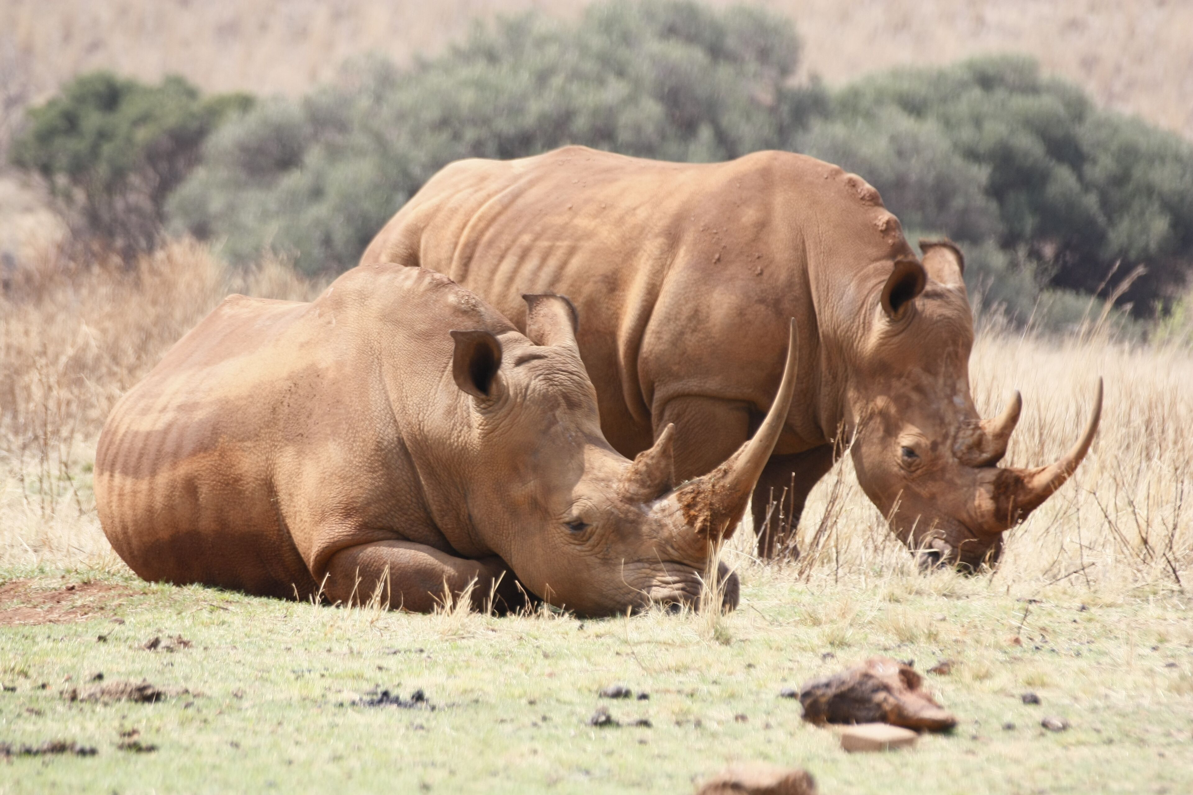 Rhino and Lion Park Day Tour