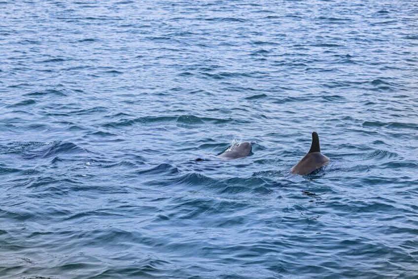 Dolphin Quest - Sightseeing/Eco Cruise, John's Pass, Madeira Beach, FL