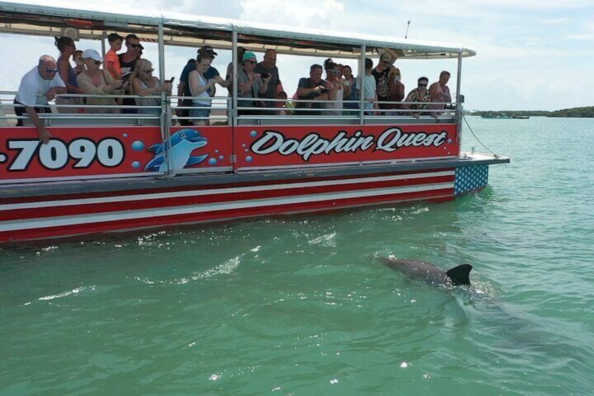 Dolphin Quest - Sightseeing/Eco Cruise, John's Pass, Madeira Beach, FL