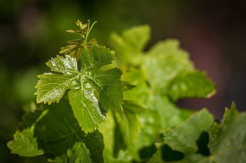 Tour and Wine Tasting in Mykonian Land