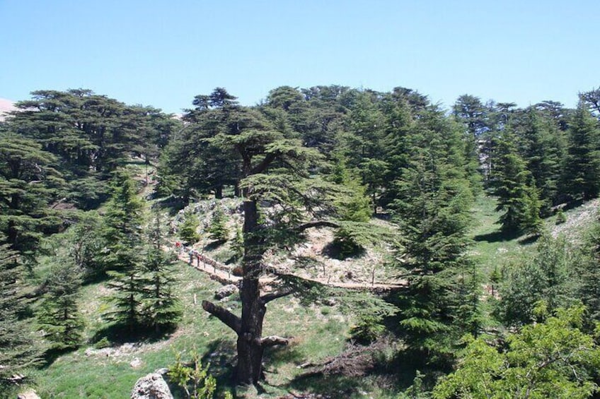 Cedars of God Forest