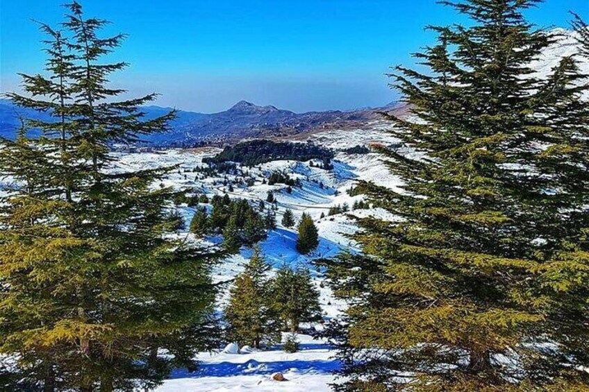 Cedars of God