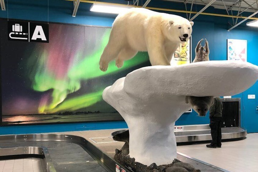 Yellowknife City Tour + Nature's North Wildlife Gallery