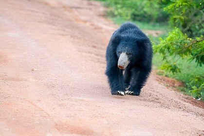 Yala National Park Safari From Ella