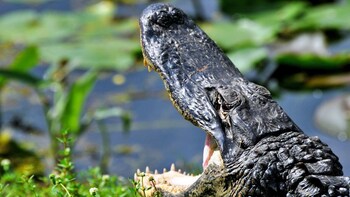 Overnight Everglades & Fort Myers Tour with Outlet Shopping
