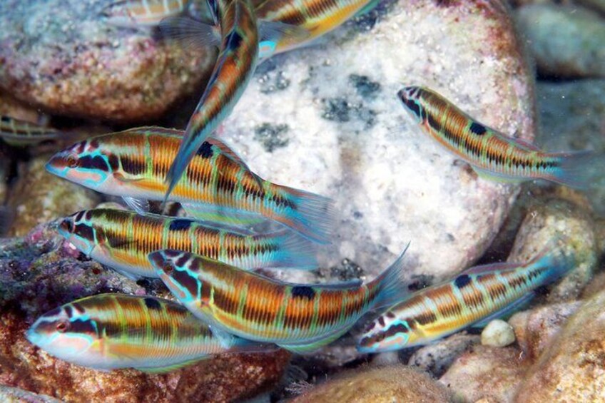 Relaxing snorkeling tour at the Isola Bella Marine Park Taormina