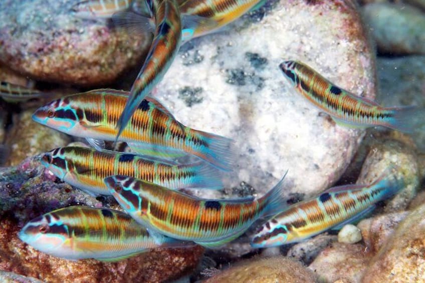 Relaxing snorkeling tour at the Isola Bella Marine Park Taormina