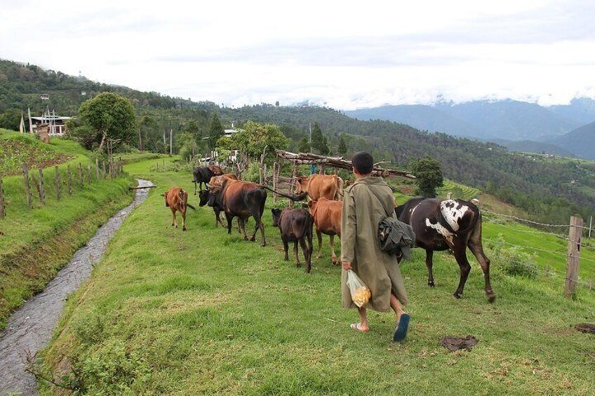 A village boy herding cow at Nobgang, Punakha