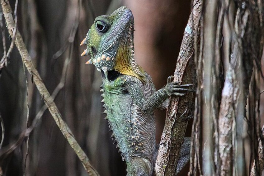 Mossman Gorge Adventure Day