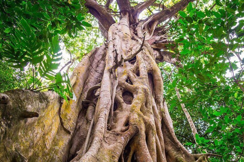 Mossman Gorge Adventure Day