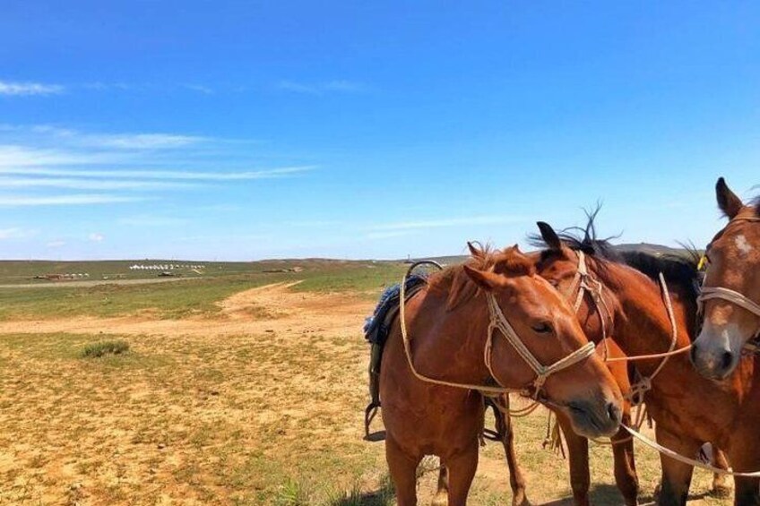 Inner Mongolia 2 Full Days Tour to Grassland and Hohhot