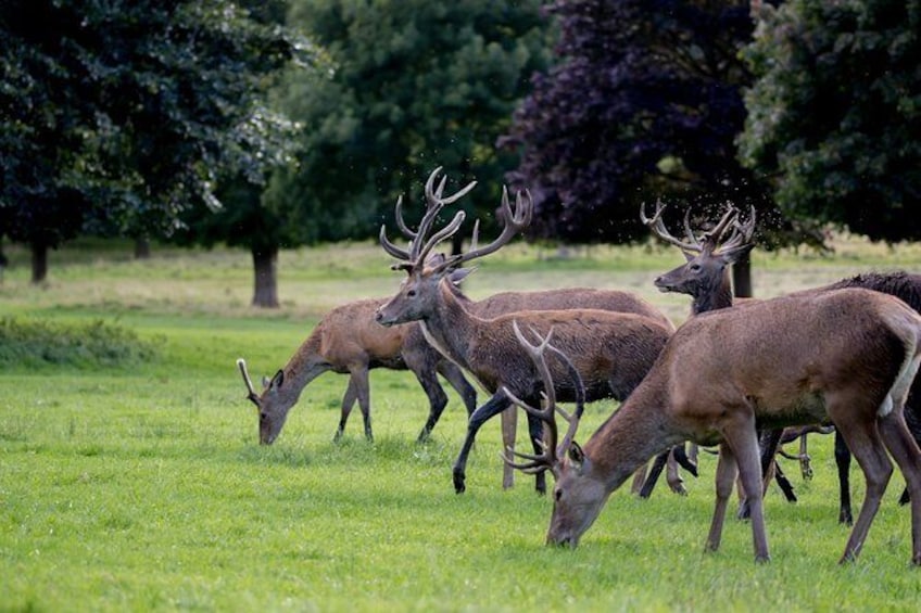Show item 3 of 11. Wollaton Hall with deer.