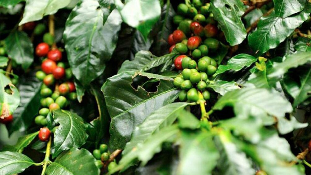 Coffee Plantation in Colombia 

