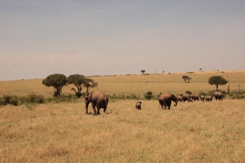 Show item 1 of 7. 3-Day Maasai Mara National Reserve Safari Tour from Kisumu