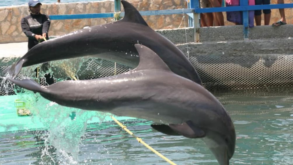 Pair of dolphins jump out of the water upon their trainer's command