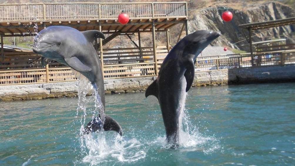 Dolphins leap out of the water to entertain the crowd