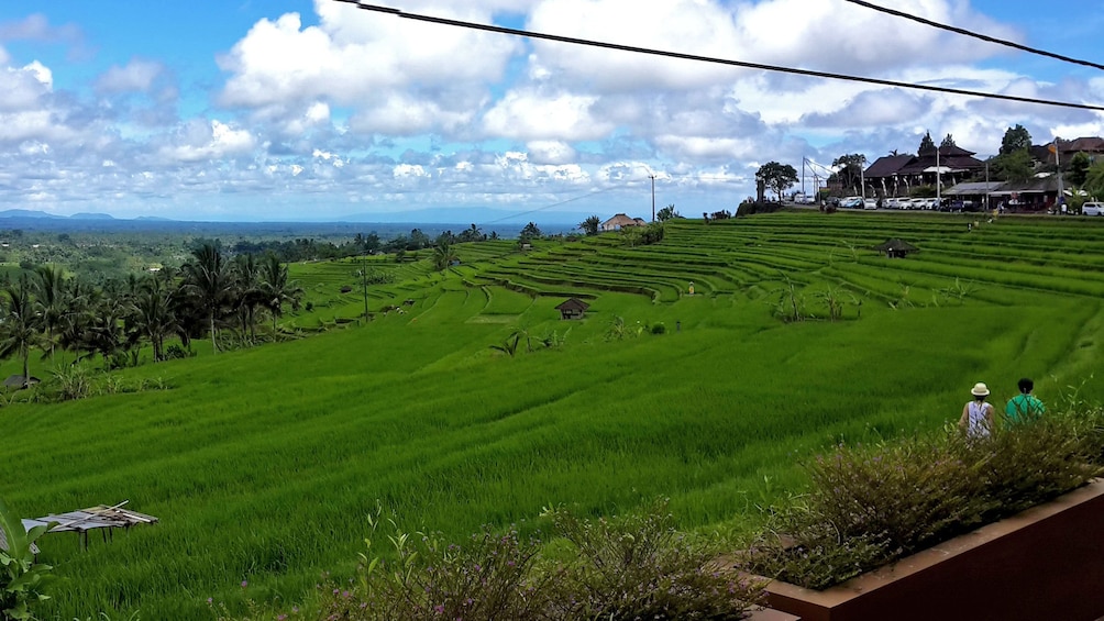 layered farmlands in Bali