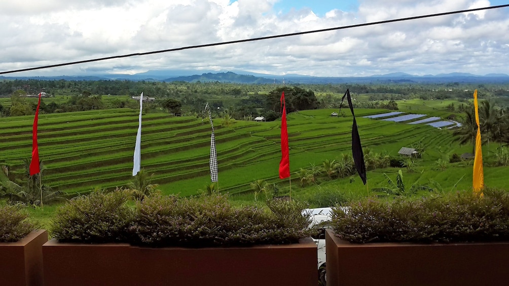 looking out to the layered farmlands in Bali