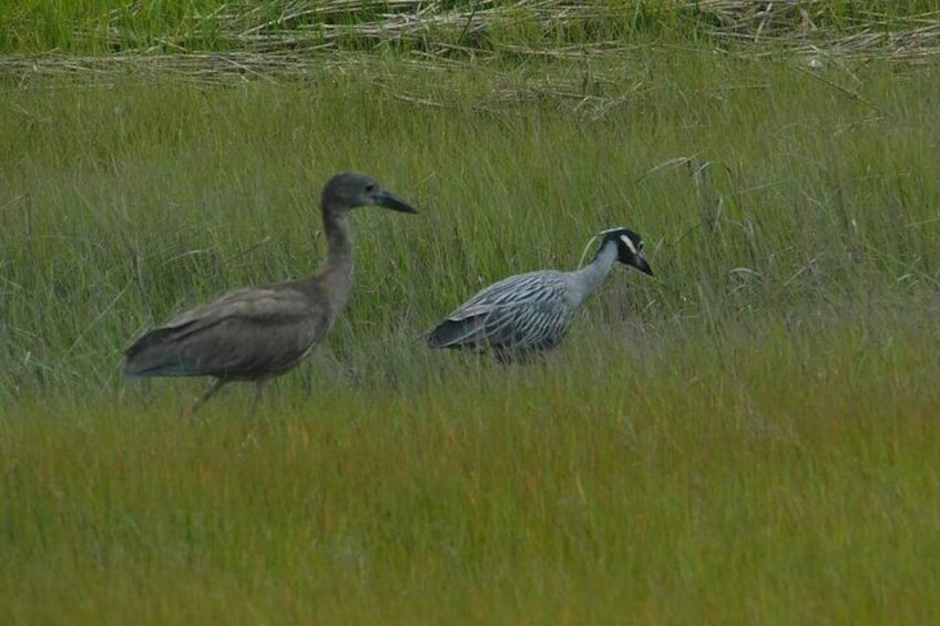 Wetlands Safari Cruise (Birding By Boat)